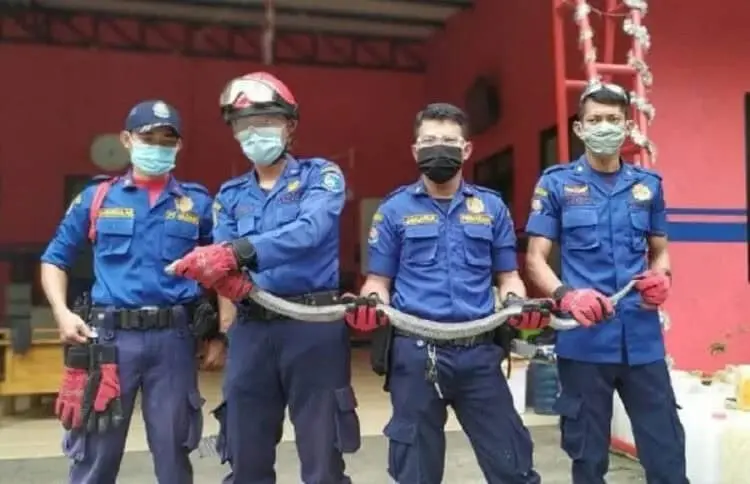 Ular Kobra 2,5 Meter Gentayangan di Pemukiman Warga