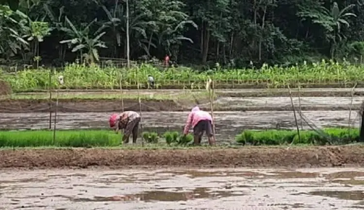 Serangan Keong Mas Berhasil Dikendalikan