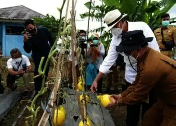 Pemprov Banten Prioritaskan Sektor Pertanian untuk Ketahanan Pangan