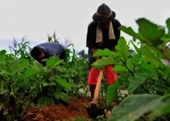 Kota Tangerang Punya Agrowisata Baru, Hasilkan Tanaman Produktif
