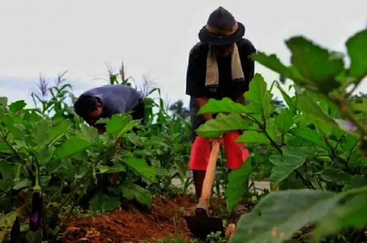 Kota Tangerang Punya Agrowisata Baru, Hasilkan Tanaman Produktif