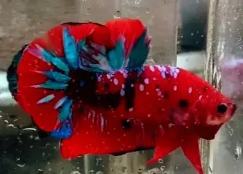 Ikan Cupang Mudah Dibudidayakan, Waspada Pancaroba