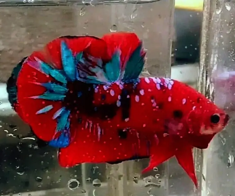 Ikan Cupang Mudah Dibudidayakan, Waspada Pancaroba