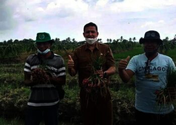 Produksi‎ Bawang Merah di Kabupaten Serang Menurun