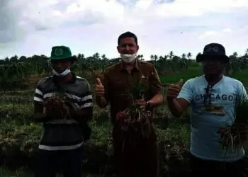 Produksi‎ Bawang Merah di Kabupaten Serang Menurun