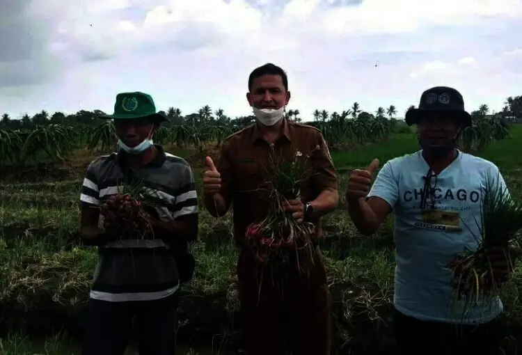 Produksi Bawang Merah di Kabupaten Serang Menurun
