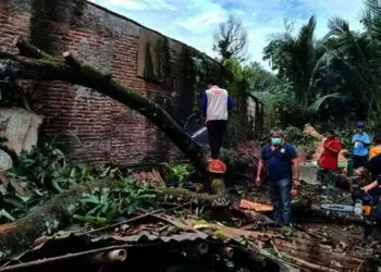 Pohon Rambutan Tumbang Ratakan Dua Rumah di Desa Citeras