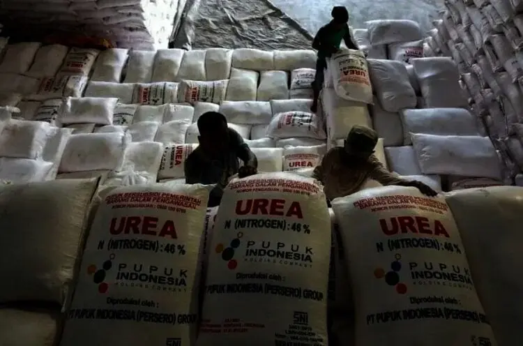 Keteteran Beli Pupuk Non Subsidi, Petani Dambakan Pupuk Subsidi