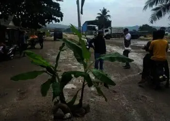 Protes Jalan Rusak, Warga Kecamatan Bayah Tanam Pohon Pisang