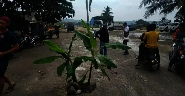Protes Jalan Rusak, Warga Kecamatan Bayah Tanam Pohon Pisang