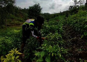 Mandiri di Tengah Keterpurukan dengan Garap Pertanian