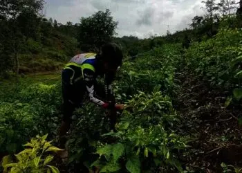 Mandiri di Tengah Keterpurukan dengan Garap Pertanian