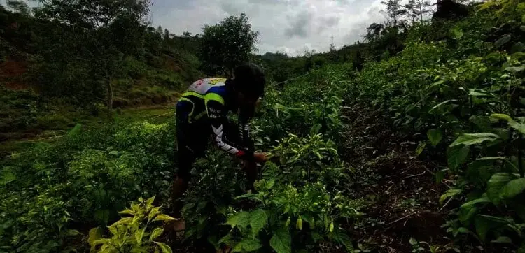 Mandiri di Tengah Keterpurukan dengan Garap Pertanian