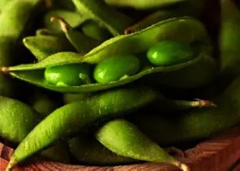 2 Varian Jagung di Kembangkan di Banten, Jenis Kacang dan Edamame