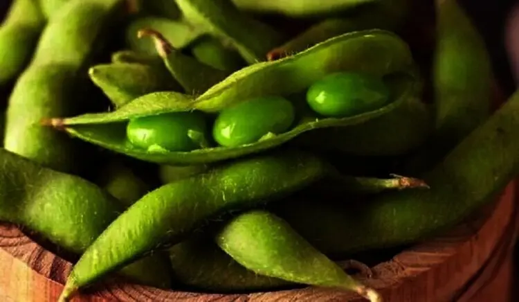 2 Varian Jagung di Kembangkan di Banten, Jenis Kacang dan Edamame