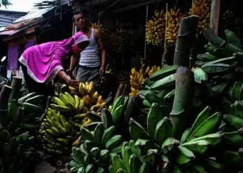 Penjualan Pisang Meningkat di Masa Pandemi