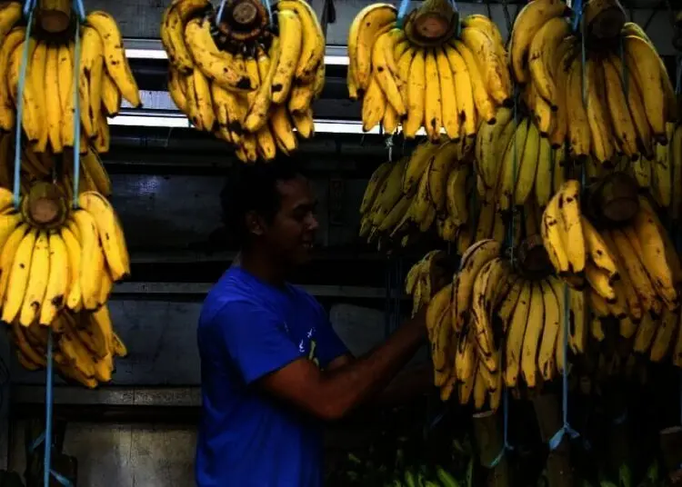 Penjualan Pisang Meningkat di Masa Pandemi