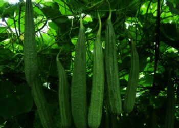 Permintaan Tinggi, Petani Sayur Oyong di Kabupaten Lebak Untung Besar