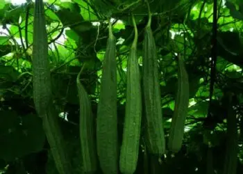 Permintaan Tinggi, Petani Sayur Oyong di Kabupaten Lebak Untung Besar