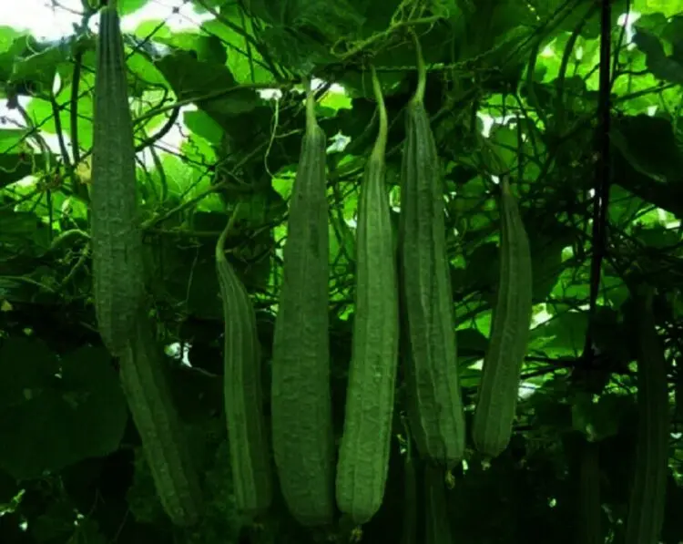 Permintaan Tinggi, Petani Sayur Oyong di Kabupaten Lebak Untung Besar