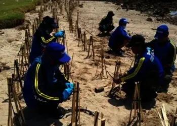 3.000 Mangrove Ditanam di Pesisir Pantai oleh Tagana dan KSB