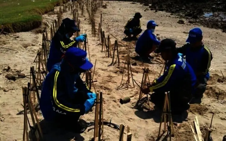 3.000 Mangrove Ditanam di Pesisir Pantai oleh Tagana dan KSB
