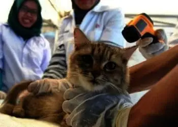 Distankeswan Lebak Ingin Punya Gedung Laboratorium Kesehatan Hewan