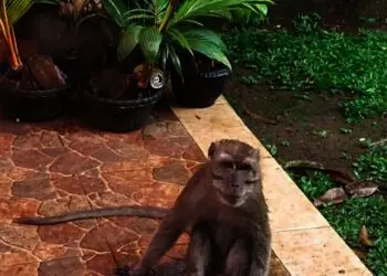 Petugas Damkar Kota Tangsel Buru Kawanan Monyet di Puspiptek 