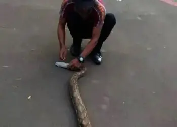Ular Sanca Sembunyi di Kamar Mandi Rumah Warga