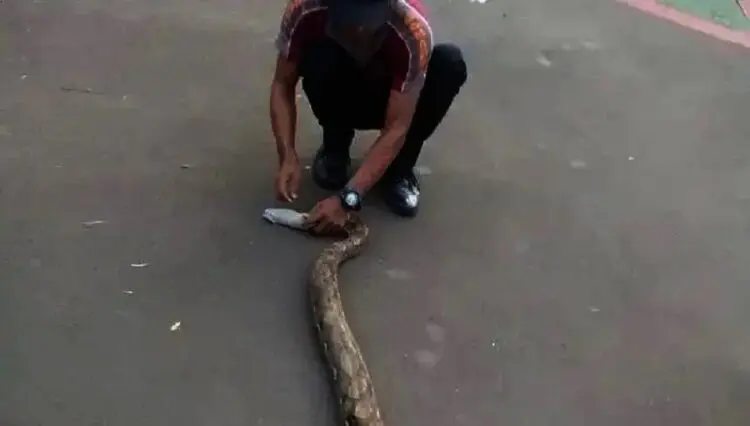 Ular Sanca Sembunyi di Kamar Mandi Rumah Warga