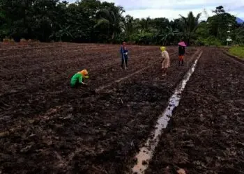 Akibat Harga Jual Murah, Areal Tanam Kacang Kedelai Minim
