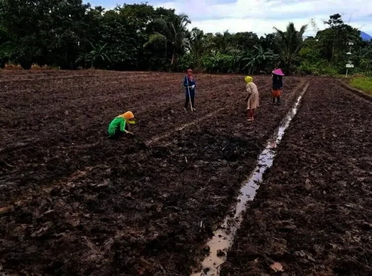 Akibat Harga Jual Murah, Areal Tanam Kacang Kedelai Minim