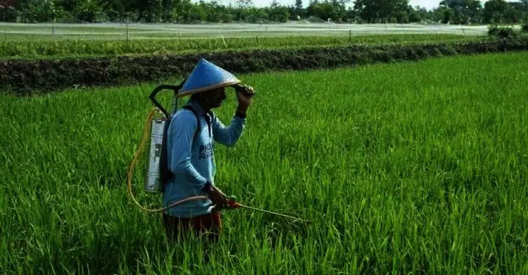 Bahan Baku Pupuk Kimia Semakin Terbatas