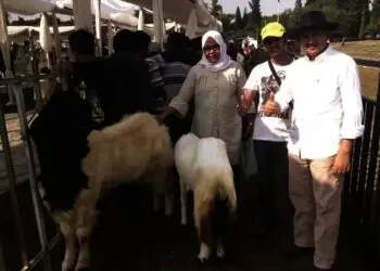 Wakil Bupati Lebak Ade Sumardi, Antara Politisi dan Pengusaha