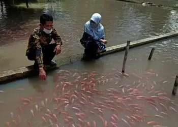 Omzet Budidaya Ikan Nila Merah di Kanupaten Pandeglang Melambung