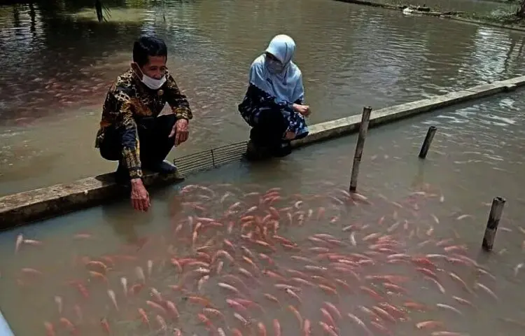 Omzet Budidaya Ikan Nila Merah di Kanupaten Pandeglang Melambung