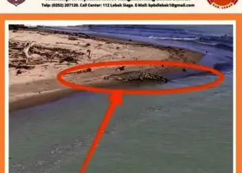 Sering Berjemur, Seekor Buaya Bikin Warga Bayah Resah