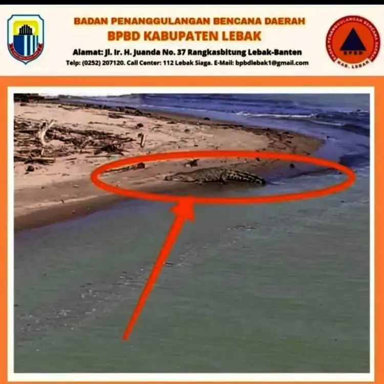 Sering Berjemur, Seekor Buaya Bikin Warga Bayah Resah