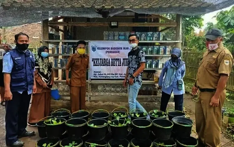 Budidaya Cupang Dinilai Mampu Mangangkat Perekonomian Warga