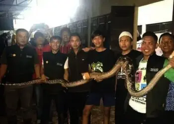 Warga Sajira Lebak Tangkap Ular Sanca Batik