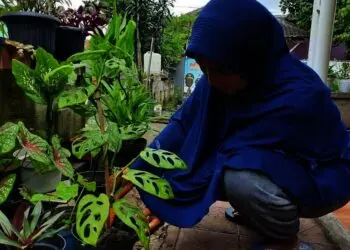 Janda Bolong Tak Suka Sinar Matahari Langsung