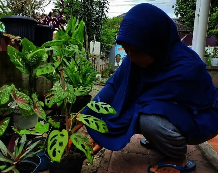 Janda Bolong Tak Suka Sinar Matahari Langsung