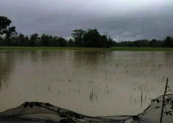 Akibat Terendam Banjir, Ribuan Hektar Sawah Gagal Tanam