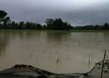 Akibat Terendam Banjir, Ribuan Hektar Sawah Gagal Tanam