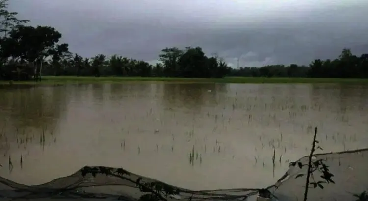 Akibat Terendam Banjir, Ribuan Hektar Sawah Gagal Tanam