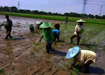 Lahan Pertanian Kecamatan Sukadiri Tidak Masuk LP2B