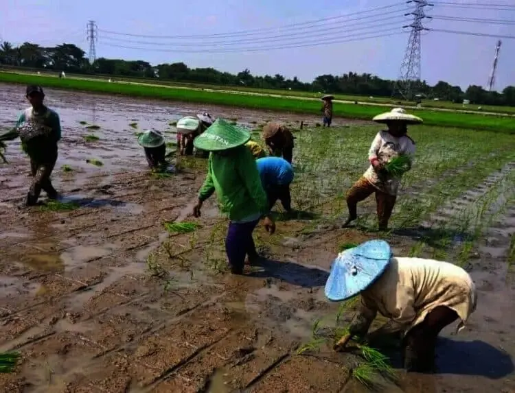 Lahan Pertanian Kecamatan Sukadiri Tidak Masuk LP2B