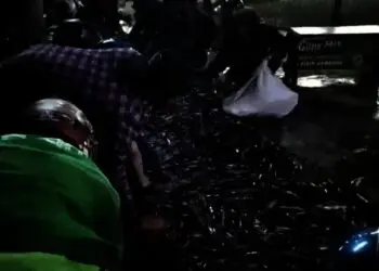 Truk Pengangkut Terguling, Warga Berebut Ikan Lele