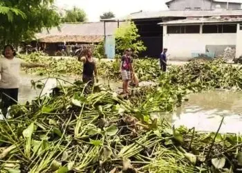 Ribuan Eceng Gondok di Kali Gelam Diangkut
