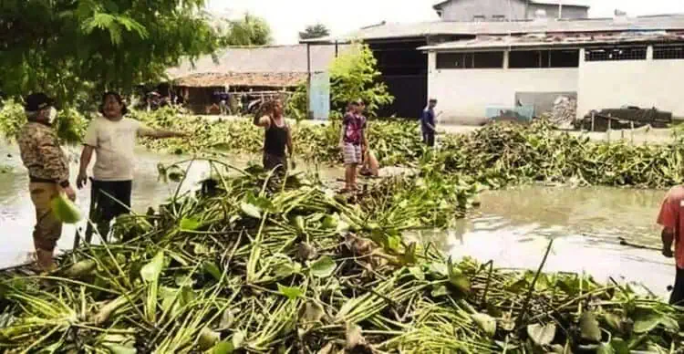 Ribuan Eceng Gondok di Kali Gelam Diangkut